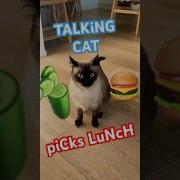 TALKiNG CAT PICKS A LUNCH Lmoa Spooky Siamese Catsofyoutube Cats Shortsfeed Shorts Viral Lol