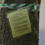 Managing EAB In Your Community You Have Options
