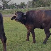 Natural Behavior Relaxing Buffalo Moments In A Green Field Countryside Life