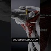 Your ROTATOR CUFF During Shoulder Abduction Anatomy 3d Animation Medical Medicalstudent