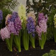 Timelapse Hyacinth Mixed