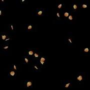 Falling Rose Petals Orange HD Animation