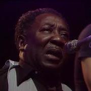 MUDDY WATERS BLUESBAND 1977