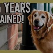 How To Calculate Dog Years To Human Years