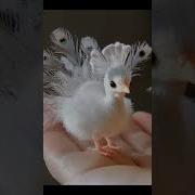 How To Create Birds Ai Video Unreal Bird Ai Ai Bird Unreal Birds Bird Ai Ai