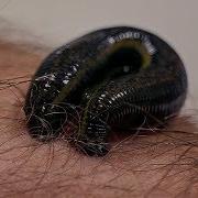 How Leeches Are Used In Modern Surgery Earth Science