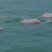 Why Do These Chinese White Dolphins Look Pink