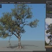SpeedTree Cinema 8 Time Lapse Modeling