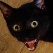 Unpredictable Cats