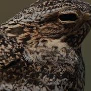 Birdsday Thursday Common Nighthawk