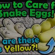Snake Egg Update