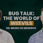 Meet The Weevil The Insect That S Redefining Evolution Primalbiology