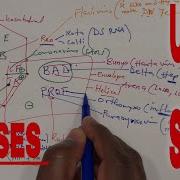 USMLE Как запомнить все РНК вирусы ОБНОВЛЕННАЯ ВЕРСИЯ Автор USMLE BOOSTER MD