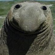 TOP 5 Seals