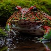PACMAN FROGS Are Way Crazier Than You Think