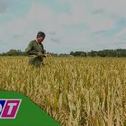 HP1 Hy Vọng Mới Trên đồng Lúa ĐBSCL THDT
