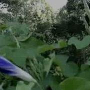 Time Lapse Grandpa Ott Morning Glory Opening