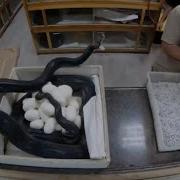 Panda Pied Python Mom ATTACKS