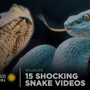15 Shocking Snake Videos Smithsonian Channel