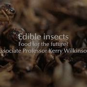 Edible Insects Food For The Future
