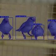 Tracking Birds With YOLOV8 Instance Segmentation Models