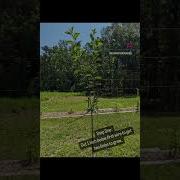 How We Train Apple Trees On A Trellis Appletrees Treetraining