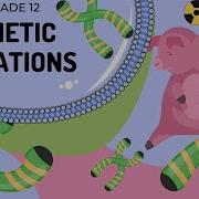 Mutations Differences Between Gene And Chromosomal Mutations