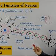 Neuron How Nervous System Works