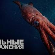 Колоссальный кальмар Гигант бездны господствующий в глубинах океана