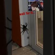 BIG SPIDER VS SMALL SPIDER Shorts