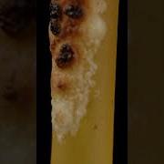 A Spaghetti Stick In Macro Urday Closeup