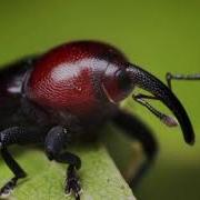 Weevil Got Damn