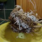 Rose Of Jericho Resurrection Plant Time Lapse