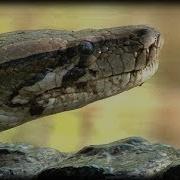 Alligator Attacks Python 02 Time Lapse