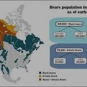 Population Of Bears In North America As Of 2026 Ready Reference