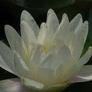 High Quality Lotus Flower Blooming Video Beautiful Viral