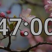 47 Minutes Timer With Music Cherry Blossom Timer