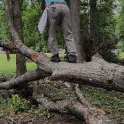 Part Of Processing A Full Massive Tree With An Axe