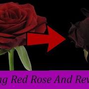 Timelapse Dying Red Rose And Revival Resurrection