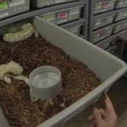 Collecting And Setting Up Ball Python Eggs
