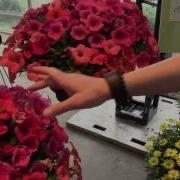 2016 Spring Trials Westhoff