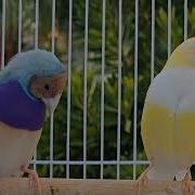 Gouldian Finch Mating Dance