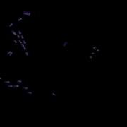 Boids Demo