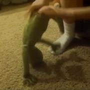 45 Seconds Of Finch Break Dancing