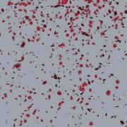 Petals Fall Hd