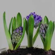Time Lapse Of Hyacinth Flowers Opening