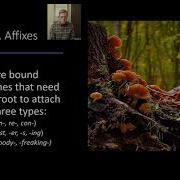 Morphology Introduction