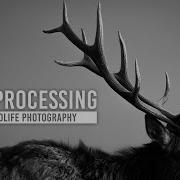 Editing Wildlife Photography Post Processing Workflow With Kristi Odom
