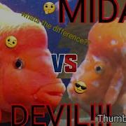 MIDAS CICHLID VS RED DEVIL How To Tell A Red Devil From A Midas Cichlid