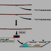 Simple Sequence Length Polymorphism Or SSLP Marker